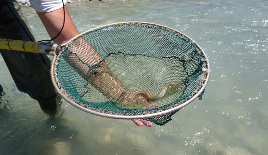 „Der Europäische Aal (Anguilla anguilla) ist stark bedroht. Unsere Ergebnisse während der Wissenschaftswoche zeigten, dass der Sarantaporos Populationen dieser Art beherbergt. Ein wichtiger Faktor, der zur Verkleinerung ihrer Lebensräume und zum Rückgang ihrer Populationen beiträgt, sind Flussbarrieren, wie z. B. Dämme, die ihre Bewegungsfreiheit einschränken. Der Schutz dieses einzigartigen Flussökosystems ist für die Erhaltung dieser ikonischen Art von entscheidender Bedeutung“, sagt Leonidas Vardakas, Ic