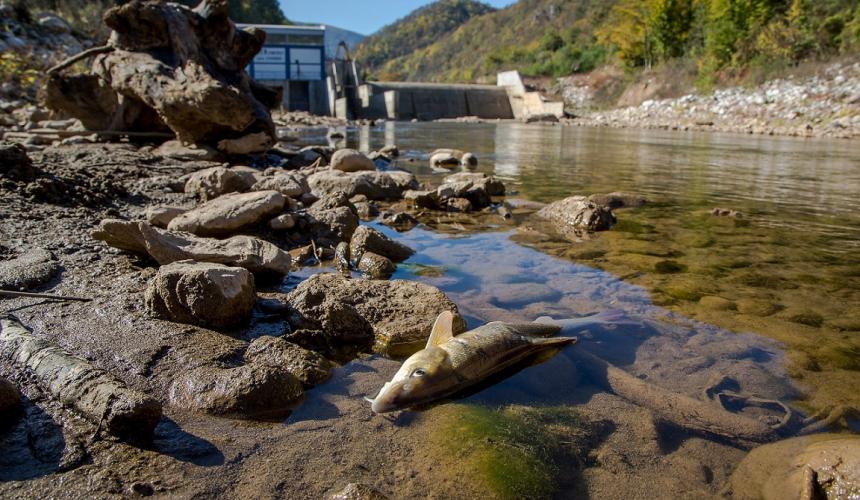 Hydropower plants, especially small hydro, are one of the main causes for the increasingly long Red Lists of fishes. If the expansion is not stopped, 186 fish species in the rivers of the Mediterranean region will be pushed further towards extinction. © Amel Emric
