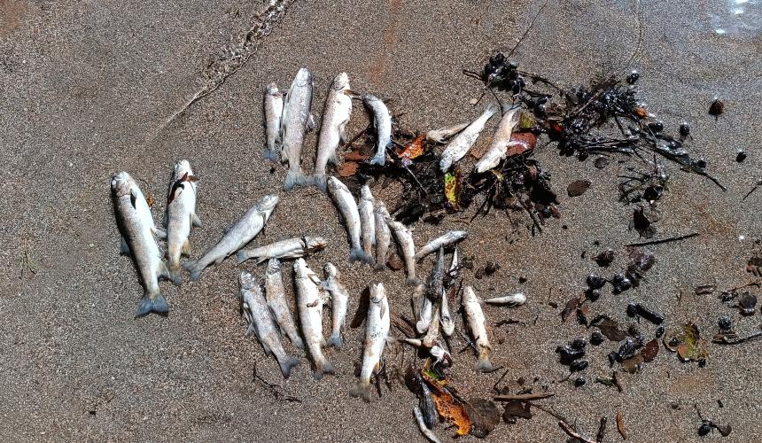 The tragic result of Ulog HPP releasing oxygen-depleted water: A mass fish kill on the precious Neretva. © Hrabren Kapić, Organizacija Sportskih Ribolovaca "Konjic"