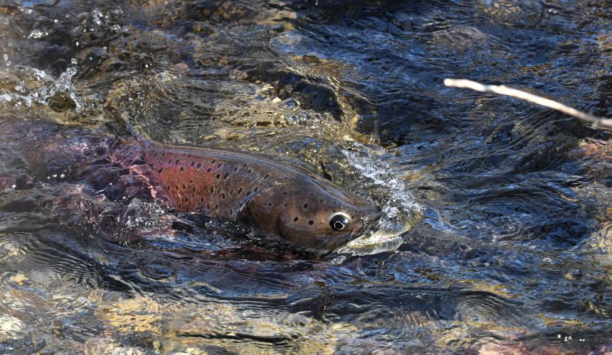 The Drina is one of the last strongholds of the Danube salmon (Hucho hucho), a globally endangered species. © Erhard Kraus 