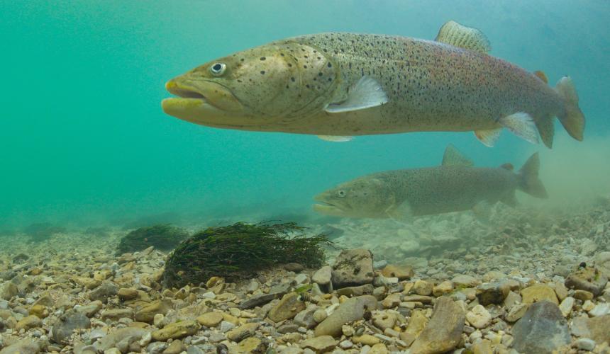 The endangered Danube salmon (Hucho hucho) in the crystal-clear waters of the Una — a flagship species whose survival depends on the health of the entire river system. © Arthur de Bruin