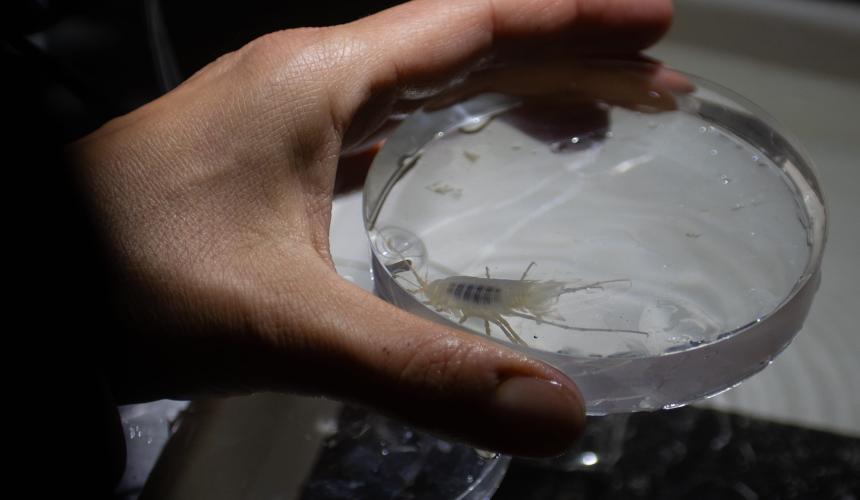 A potentially undescribed freshwater crayfish species discovered during the Una Science Week. If confirmed, it would be the first formal record of this species in the Una basin in decades. © Bahrudin Bandić