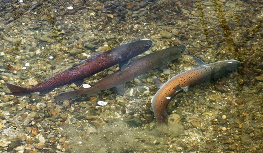 Huchen while spawning. They migrate also into tributaries to spawn in clean gravel beds © Erhard Kraus