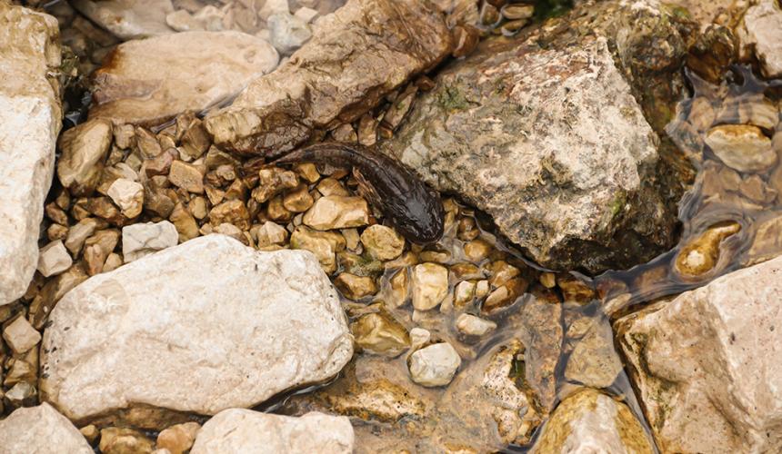 Tote Fische im ausgetrockneten Flussbett © Viktor Bjelic