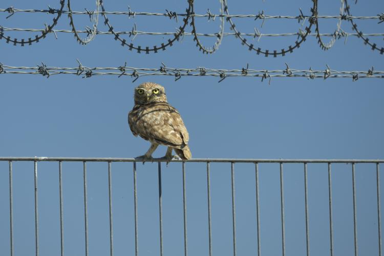 Athene noctua perched on a barbed fence near the Vlora airport construction site. © Niels Friedrich