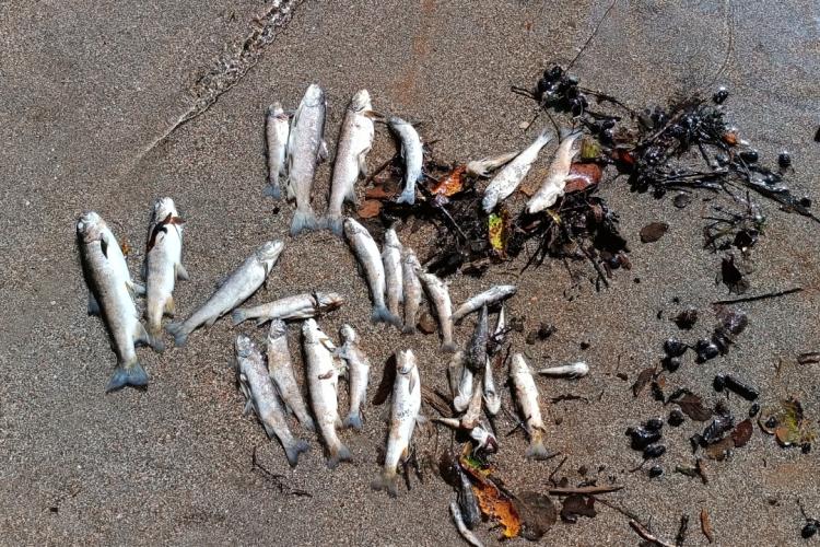 September 2025. The tragic result of Ulog HPP releasing oxygen-depleted water: A mass fish kill on the precious Neretva. © Hrabren Kapić, Organizacija Sportskih Ribolovaca "Konjic"