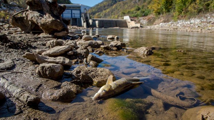 Wasserkraftwerke, v.a. Kleinwasserkraftwerke sind eine der wesentlichen Ursachen für die immer länger werdenden Roten Listen bei den Fischen. Wird der Ausbau nicht gestoppt, würden in den Flüssen des Mittelmeerraumes 186 Fischarten weiter Richtung Aussterben gedrückt werden. © Amel Emric