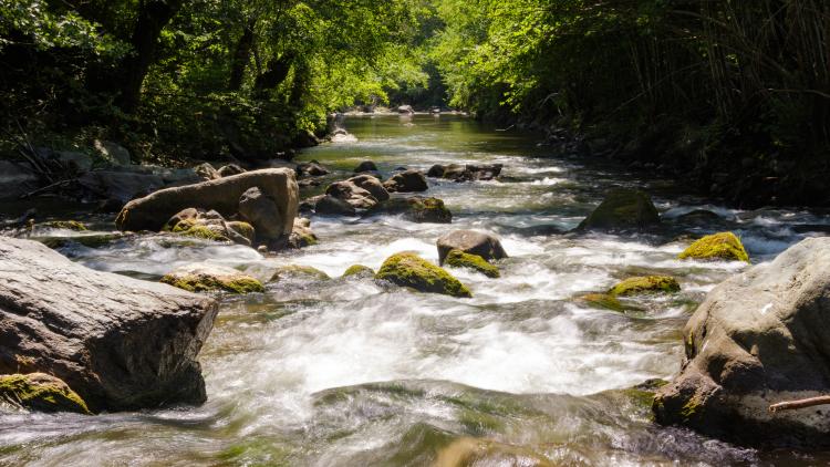 Studenica River © Tijana Jevtić