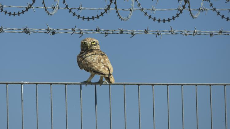 Athene noctua perched on a barbed fence near the Vlora airport construction site. © Niels Friedrich