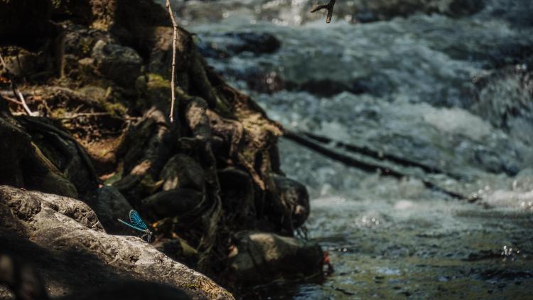 Beautiful and unique wildlife live on and around the Studenica River. Photo: Predrag Ilić