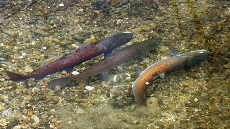 Huchen while spawning. They migrate also into tributaries to spawn in clean gravel beds © Erhard Kraus