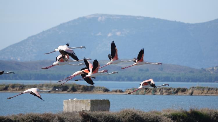 The Narta Lagoon is an important breeding and resting area for several bird species, including flamingos and Caspian terns. They are threatened by the airport construction. © PPNEA