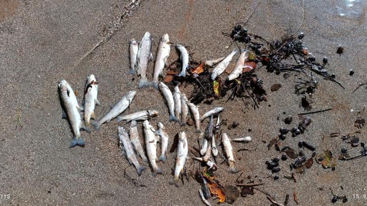 September 2025. The tragic result of Ulog HPP releasing oxygen-depleted water: A mass fish kill on the precious Neretva. © Hrabren Kapić, Organizacija Sportskih Ribolovaca "Konjic"