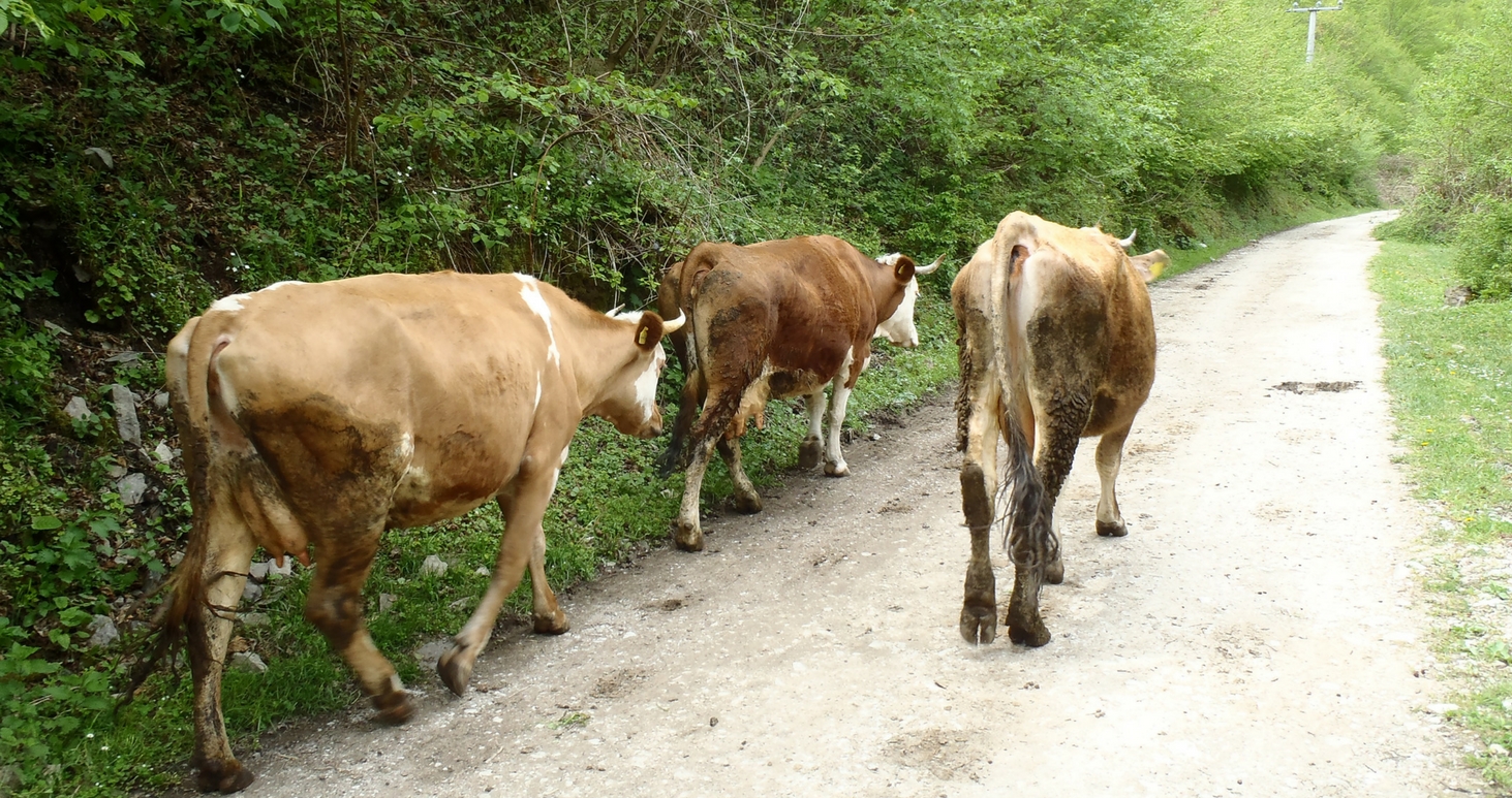Cows walking through the canyon where the dam is planned. It once was a route of the now defunct Austro-Hungarian railway track. Back then, the steam locomotive was cooled with the help of streams running down the sides of the canyon. Their water is now being used for watering livestock and crops. © Pippa Gallop