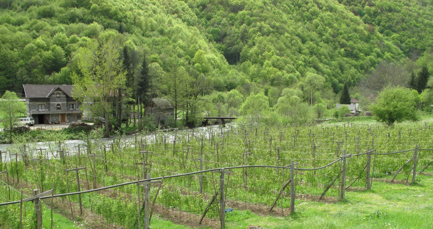 Raspberry fields along the Vrbas river. © Igor Vejnovic