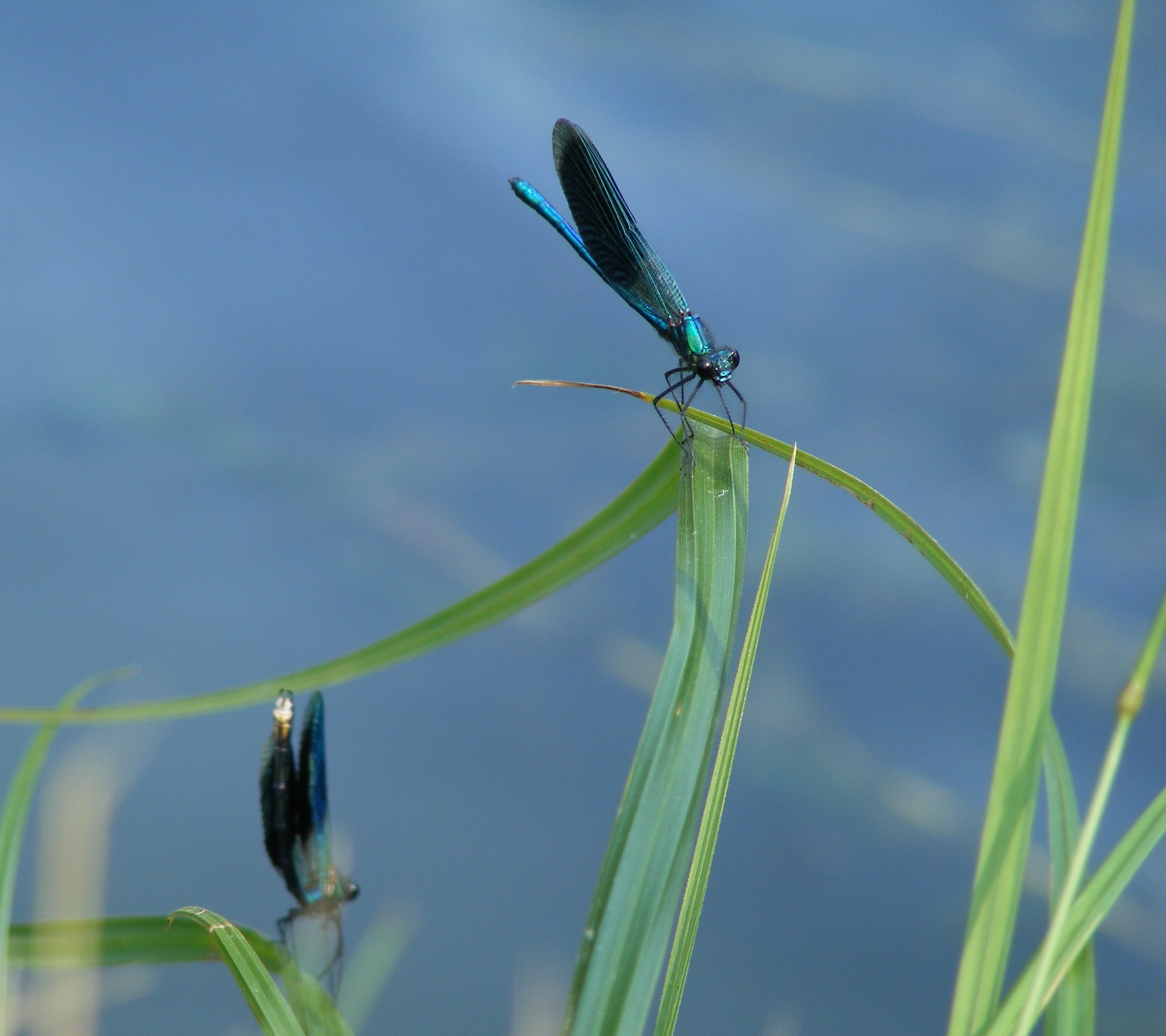 Damselflies on the Mrežnica © Pippa Gallop