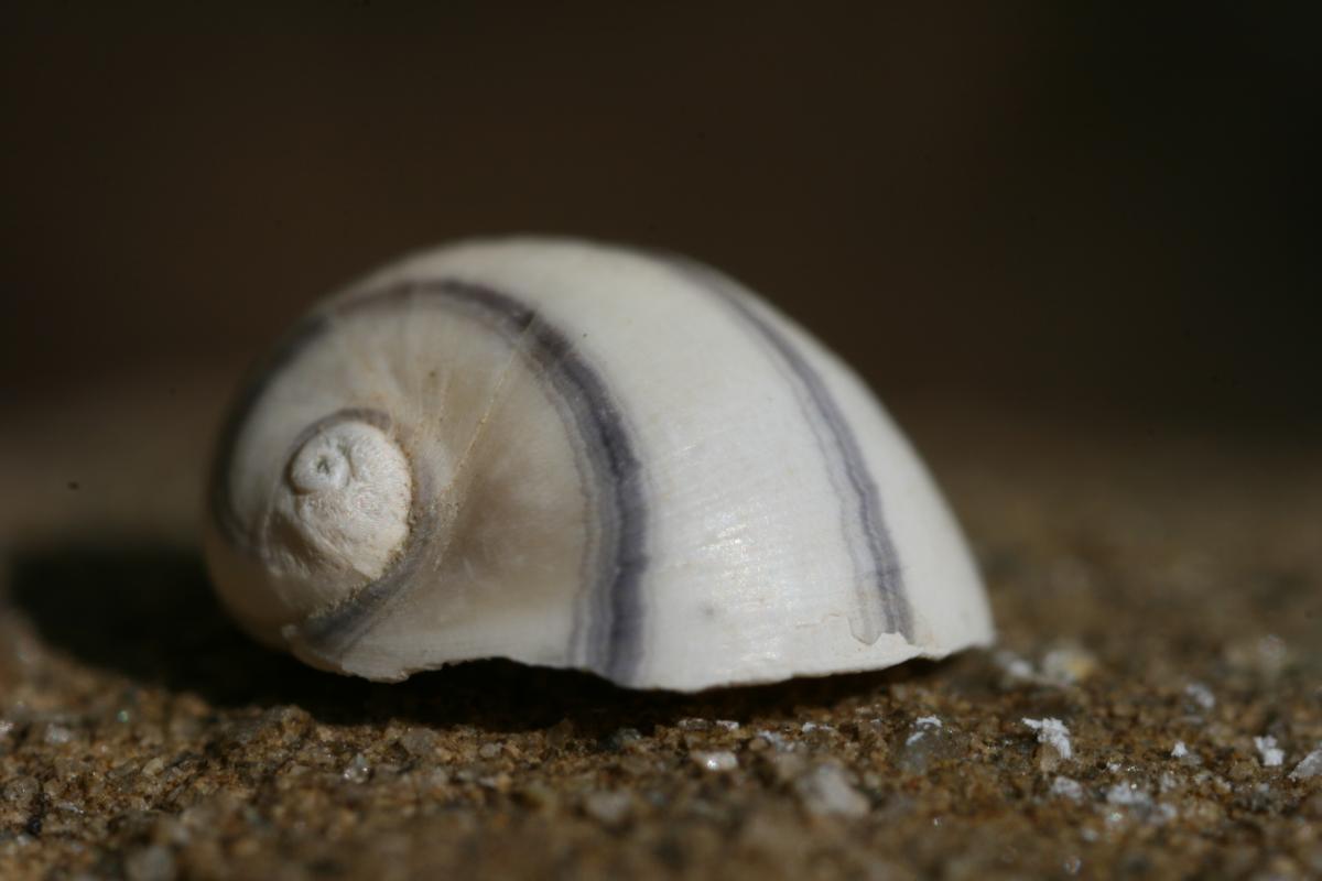 The endangered Striped nerite (Theodoxus transversalis) © Alexander Mrkvicka