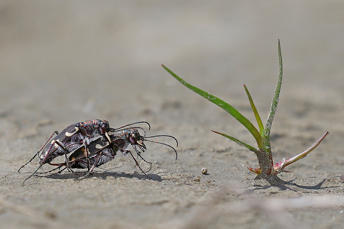 Artenreichtum: Strandleben an der Vjosa. Diese seltene Sandlaufkäferart wurde in der Forschungswoche neben vielen weiteren Arten entdeckt. Wie viele genau werden erst die Analysen der nächsten Wochen zeigen. © Gernot Kunz