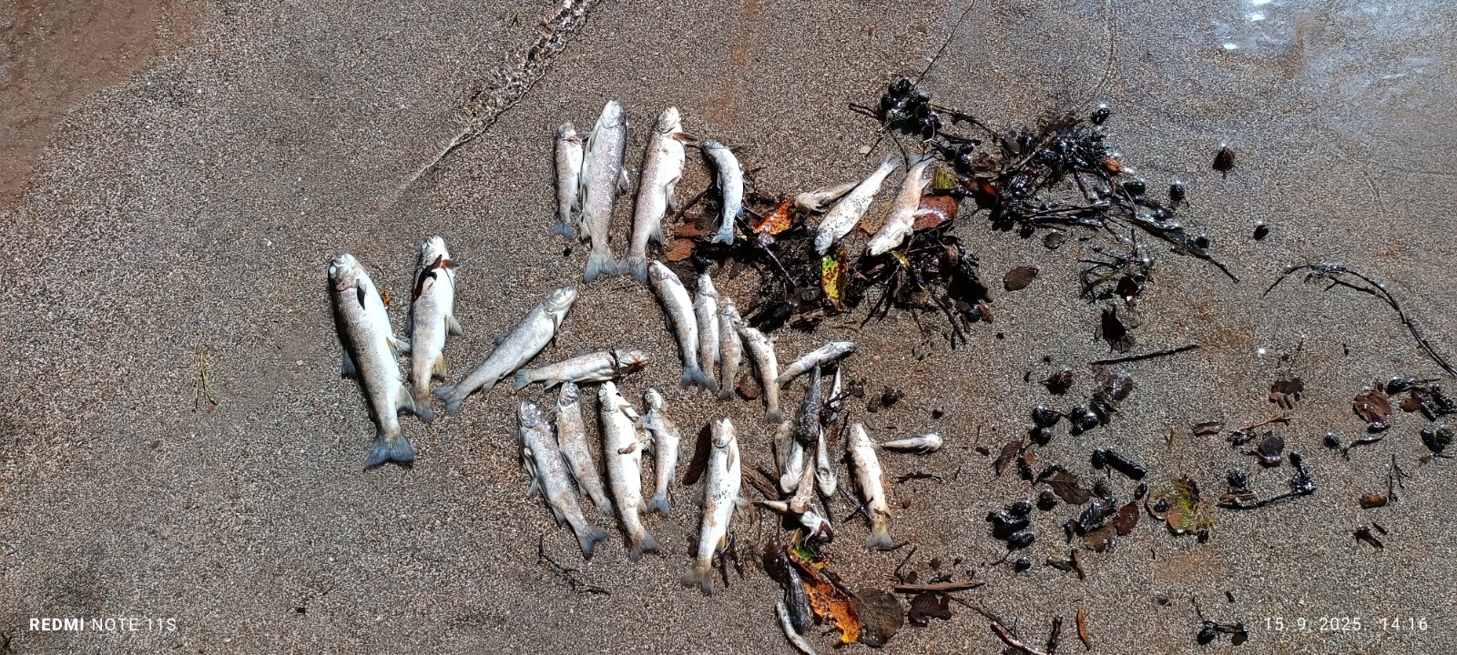 September 2025. The tragic result of Ulog HPP releasing oxygen-depleted water: A mass fish kill on the precious Neretva. © Hrabren Kapić, Organizacija Sportskih Ribolovaca "Konjic"